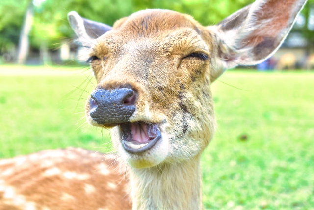 笑う鹿